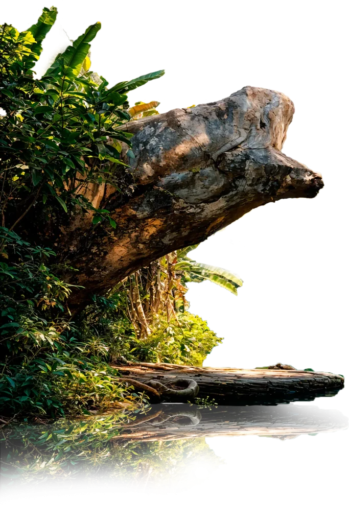 UN MILAGRO DE LA NATURALEZA Roca en las estacas