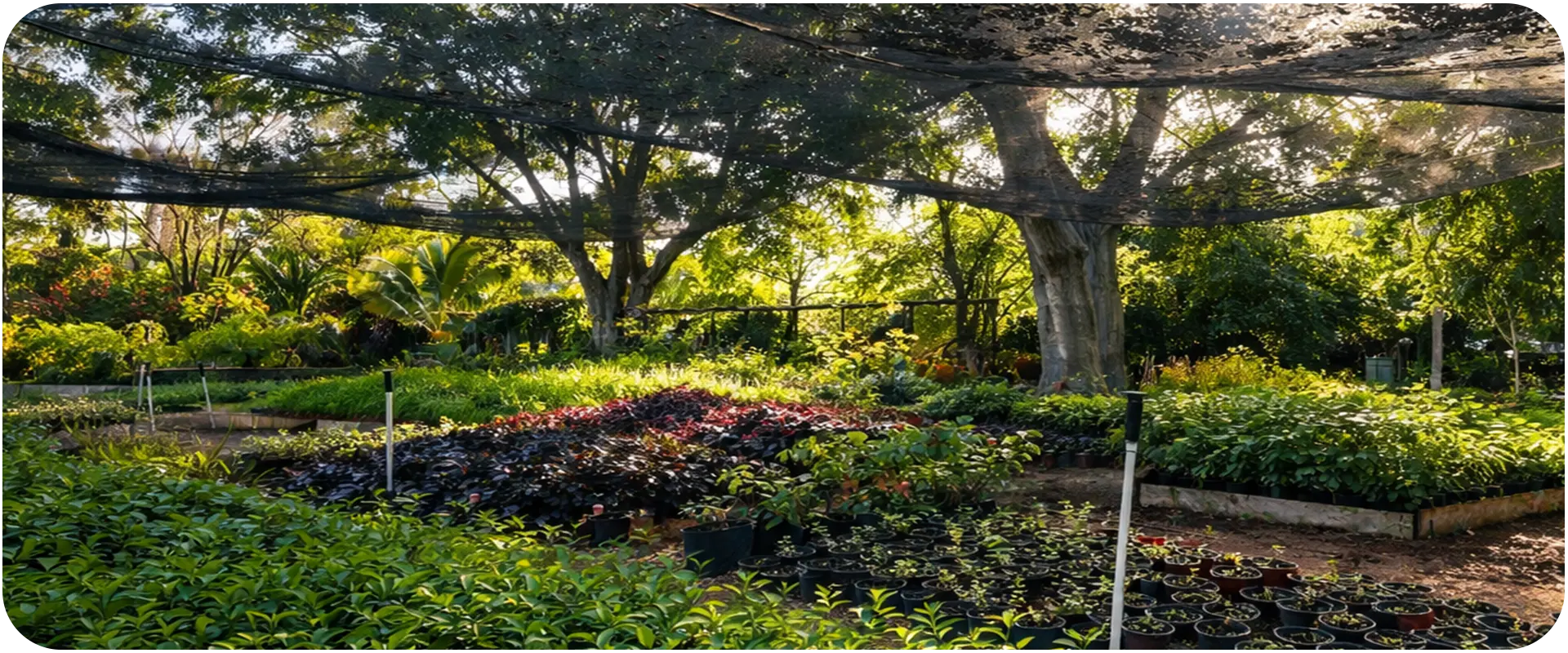Foto de agroecologia en las estacas