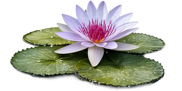 imagen de sostenibilidad las estacas