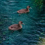 imagen para nota de blog aves de rio