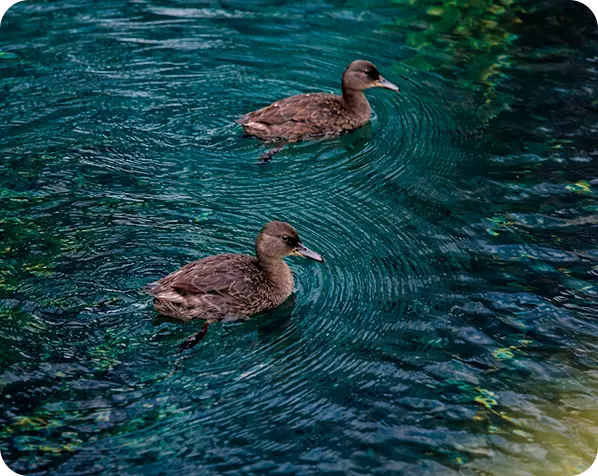 imagen para nota de blog aves de rio